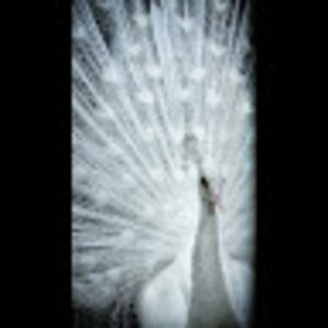 Meet your Posher, Stacie